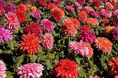 《冲就完事模拟器》开发商公布肉鸽动作新作《伊卡洛不死》